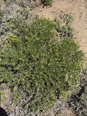 Ericameria greenei, photograph (c) James H. Thomas, some rights reserved (CC BY)