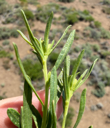 Ericameria greenei, photograph 3