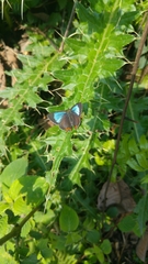 Heliophorus