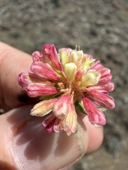Eriogonum douglasii, photograph (c) James H. Thomas, some rights reserved (CC BY)