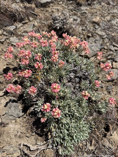 Eriogonum douglasii, photograph 5