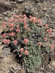 Eriogonum douglasii, photograph (c) James H. Thomas, some rights reserved (CC BY)