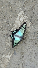 Graphium cloanthus