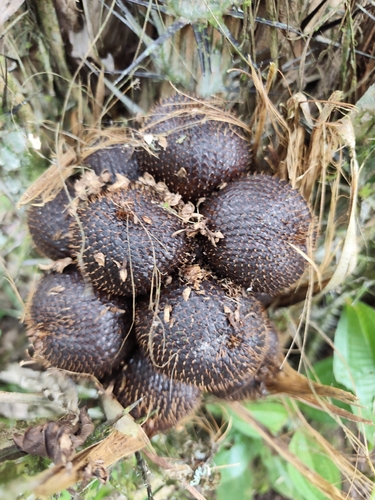 Salacca zalacca, 2026-06-27