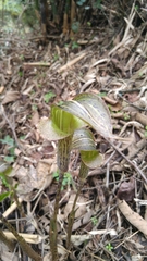 Arisaema nepenthoides