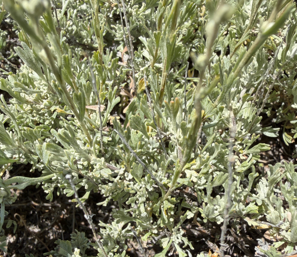 Artemisia arbuscula; photograph (c) James H. Thomas, some rights reserved (CC BY)