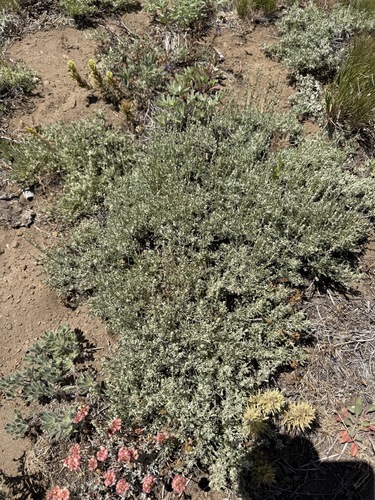 Artemisia arbuscula, photograph 1