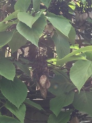 Hydrangea hydrangeoides