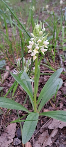 Roman Orchid