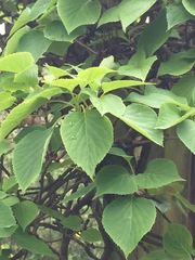 Hydrangea hydrangeoides