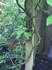 Hydrangea hydrangeoides