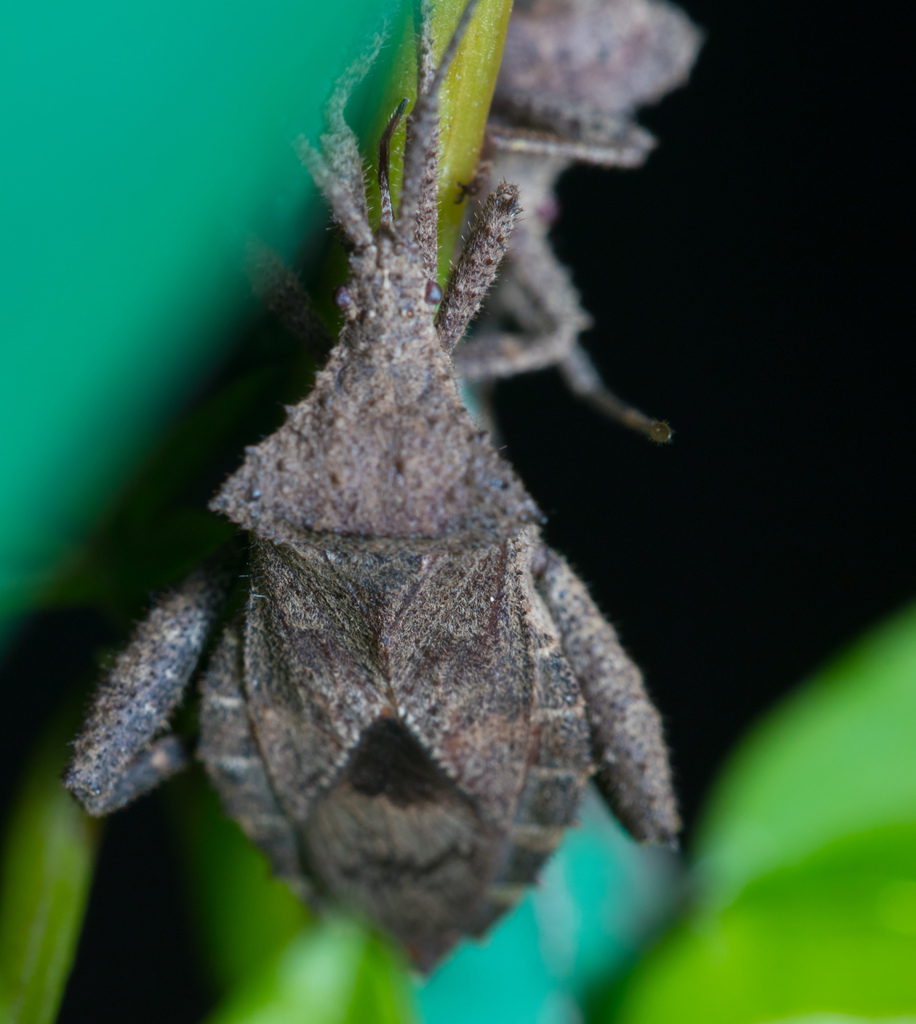 Acanthocoris scaber