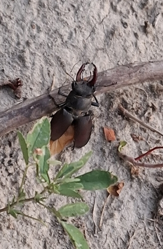 European Stag Beetle