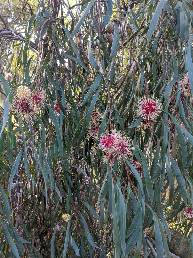 Pincushion hakea