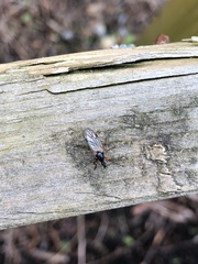 Bibio xanthopus
