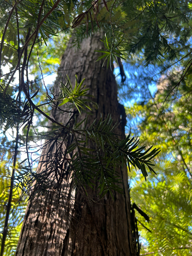 Halocarpus kirkii, photograph 6