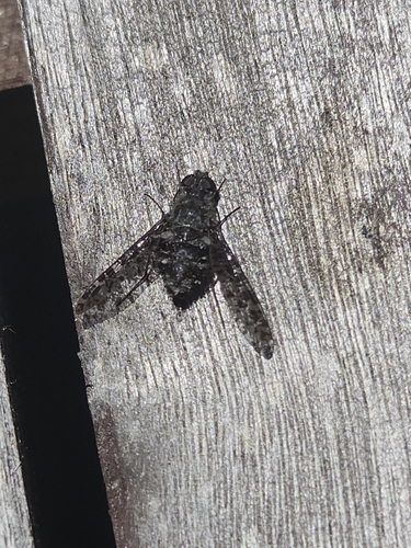 iNaturalist observation photo of Bee Flies
