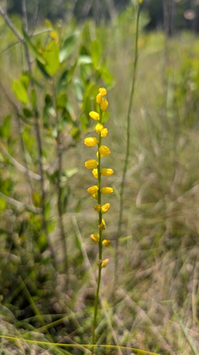 Aletris aurea, photograph 5