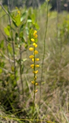 Aletris aurea, photograph (c) Peyton Phelps, some rights reserved (CC BY)