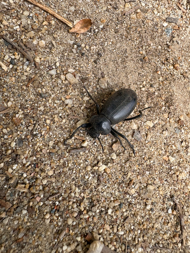 iNaturalist observation photo of Eleodes acuticauda