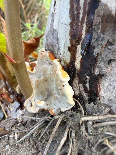 iNaturalist observation photo of Ganoderma polychromum