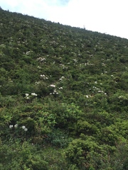 Rhododendron decorum