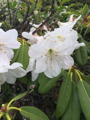 Rhododendron decorum