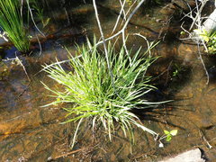 Carex flaccosperma