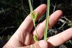Carex flaccosperma