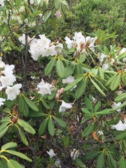 Rhododendron decorum