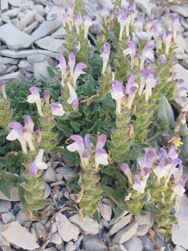 Alpine Skullcap