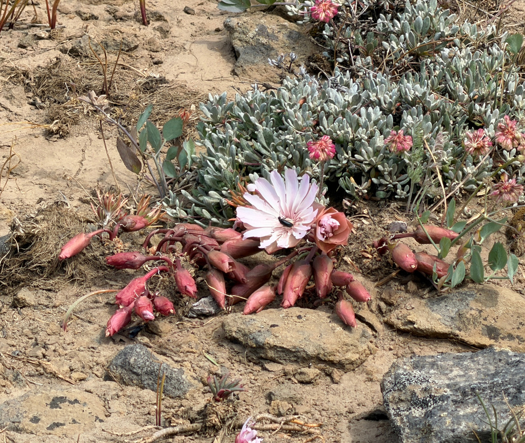 Lewisia rediviva; photograph (c) James H. Thomas, some rights reserved (CC BY)