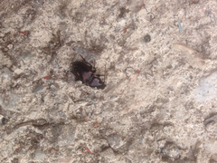 Pterostichus burmeisteri