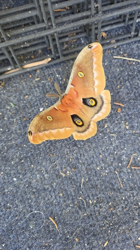 Polyphemus Moth