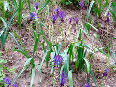 Muscari comosum