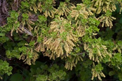 Quercus baloot