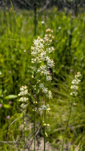 Triantha racemosa, photograph 6