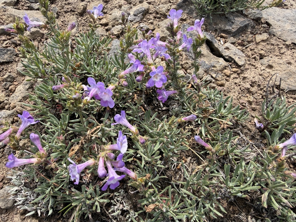Penstemon gairdneri; photograph (c) James H. Thomas, some rights reserved (CC BY)