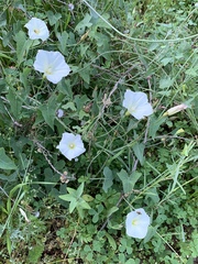 Calystegia subacaulis