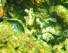 Vincentia conspersa