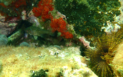 Vincentia conspersa