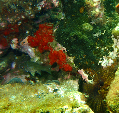 Vincentia conspersa