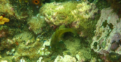 Vincentia conspersa