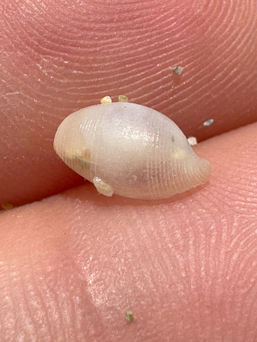Atys semistriatus observed 2026-06-27