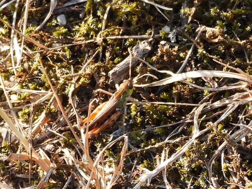 Mottled Grasshopper, Gennep, Nederland, photo 7 of 10