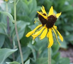 Rudbeckia maxima
