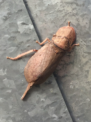 Ledromorpha planirostris