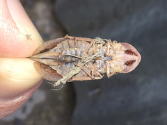 Ledromorpha planirostris