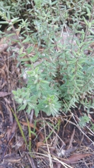 Hibbertia