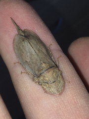 Ledromorpha planirostris